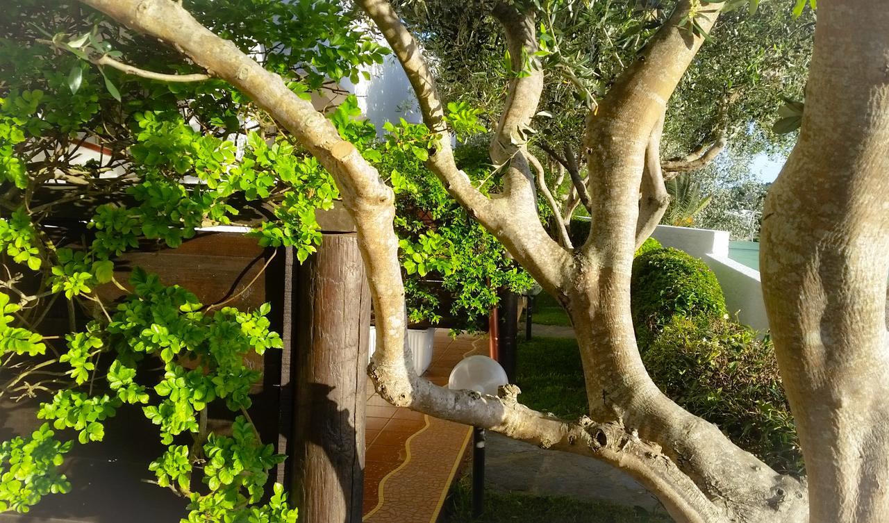 Appartamenti Luongo Forio di Ischia Dış mekan fotoğraf